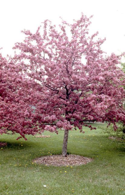 Crabapple Tree Robinson 7 Gal A Bloom Garden Center