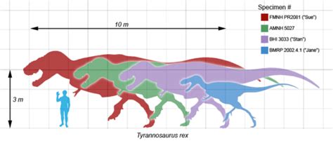 Triceratops Vs Tyrannosaurus Difference And Comparison Diffen