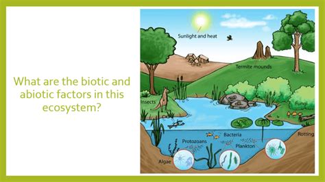Abiotic And Biotic Factors Components Of An Ecosystem Quizizz