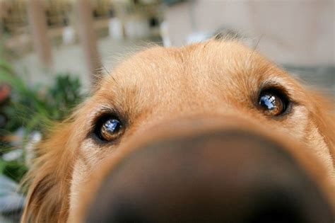 10 Fun Facts About Your Dogs Nose