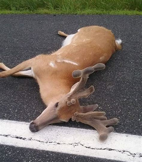 Can You Salvage Roadkill Deer In Your State Big Deer