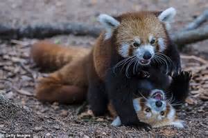 Red Panda Genes Reveal There May Actually Be Two Different Species