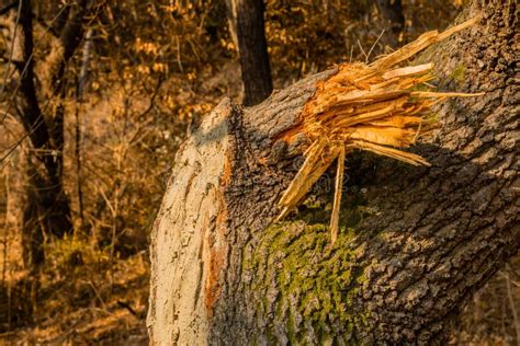 Branch Broken Off Tree Stock Photo Image Of Agriculture 167305946