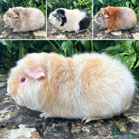 Purebred Teddy Guinea Pigs Tetbury Pets4homes