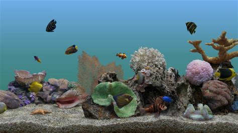 Free Fish Aquarium Screensaver 1000 Aquarium Ideas