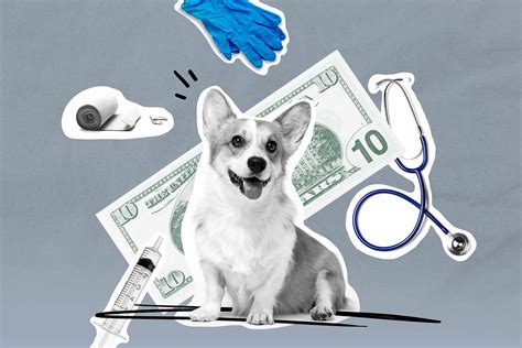 Heres Everything You Should Know Before Buying Pet Insurance