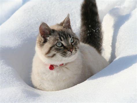 Winterspaß Mit Katzen So Macht Kälte Spaß
