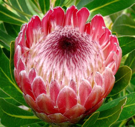 Protea Pink Ice 1 Proteaceae South Africa Protea Phot Flickr