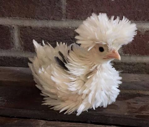 A Baby Polish Frizzle Chicken Frizzle Chickens Beautiful Chickens