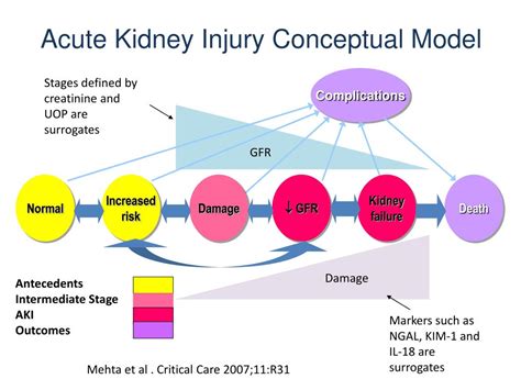 PPT - Mechanisms and Management in Acute Kidney Injury PowerPoint Presentation - ID:1436665