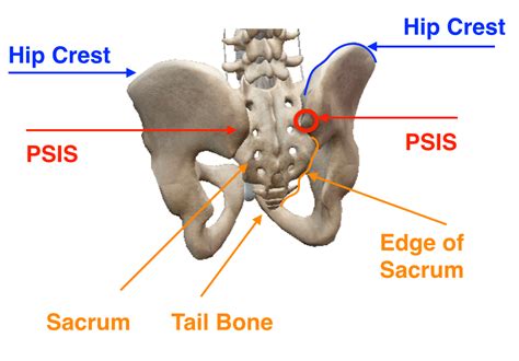 Hip Bone Anatomy Anterior View