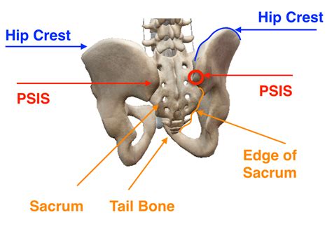 The rib cage protects vital organs, such as the heart and lungs. soma system® - Releasing Myofascial Restriction for Yoga: TFL