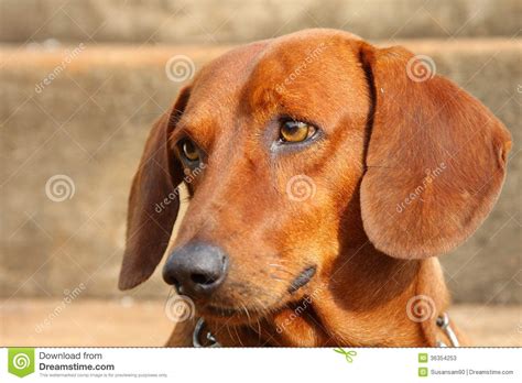 Dachshund Dog Looking Up Stock Image Image Of Brown 36354253
