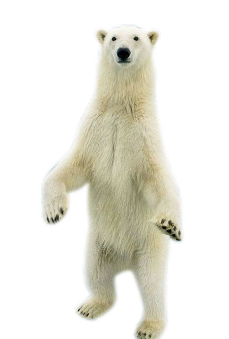 Polar Bear Standing Bear Png Download 466690 Free Transparent