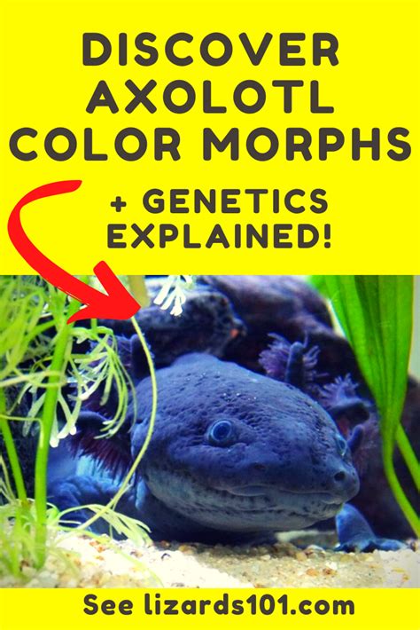 Axolotl Color Morphs Genetics Explained Axolotl Axolotl Pet Pet