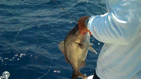 Reef Raider Adventures Target Mutton Snapper