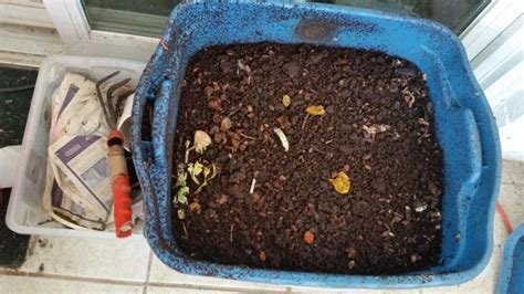 How To Create And Maintain An Indoor Worm Composting Bin Reduce