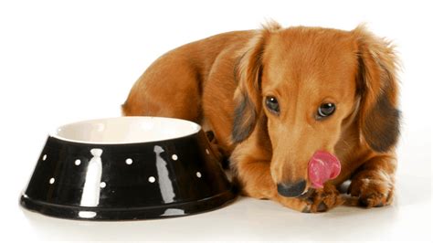 View the top 10 best puppy food brands selected by the editors of the dog food advisor. Best Puppy Food for Dachshunds: Top Rated Diet & Dog Food ...