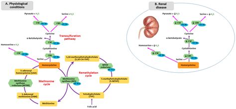 Folic Acid Vitamin B12 And Chronic Kidney Disease Encyclopedia Mdpi