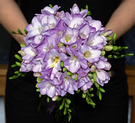 Heather Hartley Bouquet Comprised Of British Grown Freesias