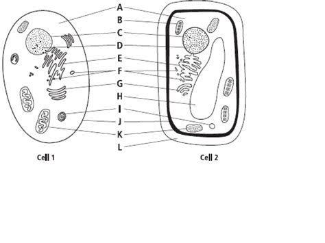 In addition these printables al. 6 animal and plant cell quiz : Biological Science Picture ...
