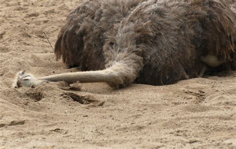 Ostriches Dont Hide Their Heads In The Sand