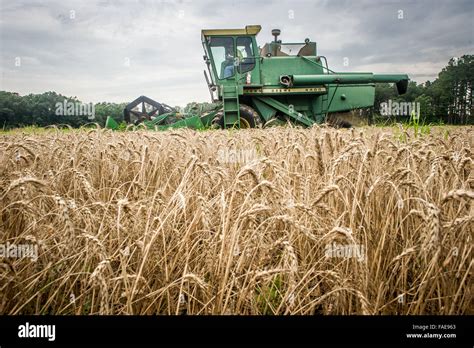 Farmer Harvesting A Wheat Field Stock Photo Alamy