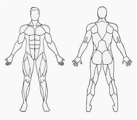 Printable Blank Muscle Diagram Pe