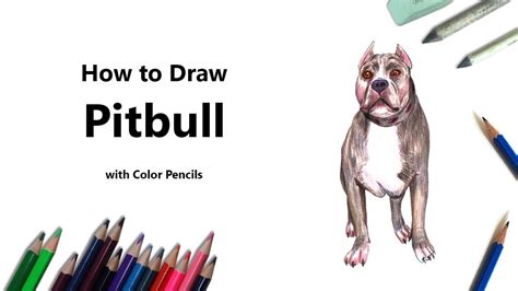 How To Draw A Pitbull With Color Pencils Time Lapse Youtube