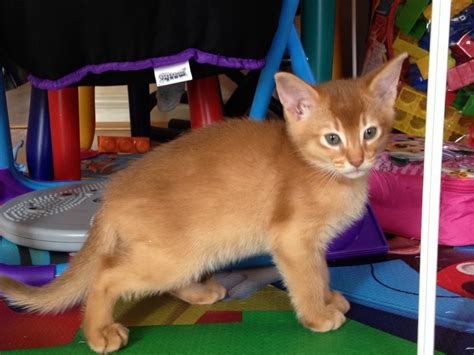 Price and other details may vary based on size and color. Abyssinian kitten for sale. | Wellingborough ...