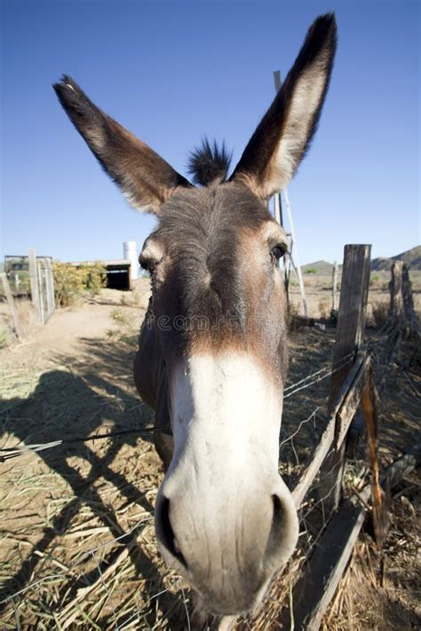 64 Donkey Nose Free Stock Photos Stockfreeimages