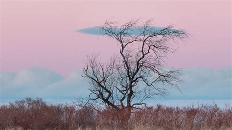 Tree Horizon Under Pink Sky Hd Minimalist Wallpapers Hd Wallpapers