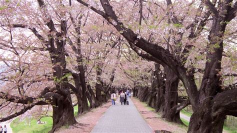 Osaka Cherry Blossom Osaka Japan Tourist Spots