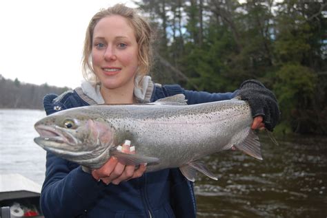 Manistee River Fishing Reports Tippy Dam Salmon Fishing Reports