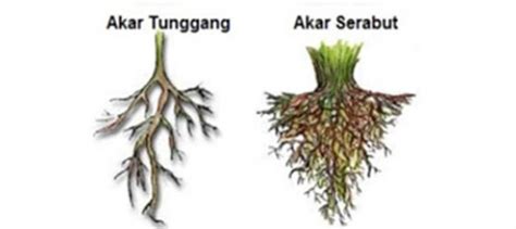 Akar serabut umumnya dimiliki oleh tumbuhan berkeping satu (monokotil). Jenis-Jenis Akar Beserta Contoh dan Gambar Lengkap