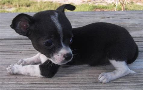 55 Black And White Chihuahua Puppy For Sale L2sanpiero