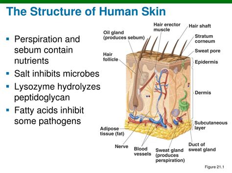 Ppt Structure And Function Of The Skin Powerpoint Presentation Free