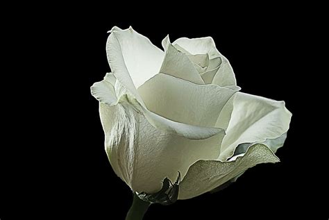 Details 100 White Rose Black Background Abzlocalmx