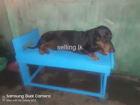 How to sell puppies online. Sell dog Panadura - selling.lk in Sri Lanka