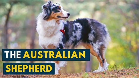 Australian Shepherd 101 Your Guide To The Energetic And Loyal Aussie