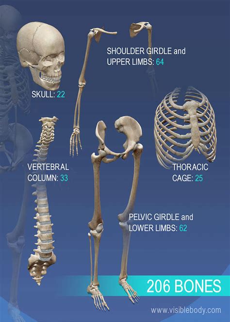 The human skeleton is made up of 206 bones. Overview of Skeleton | Learn Skeleton Anatomy