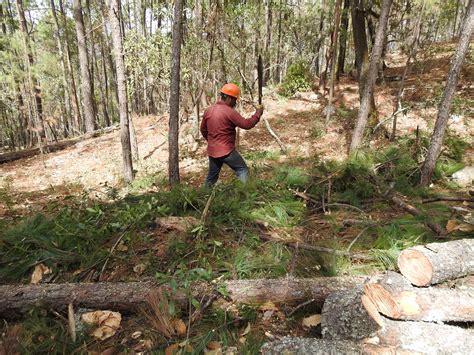 Bosques Certificados La Apuesta De Conservación Que No Siempre Se Reconoce