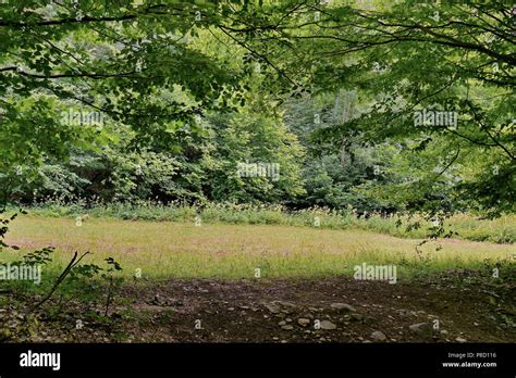 A Picturesque View Of A Clearing In A Forest With Mown Grass And
