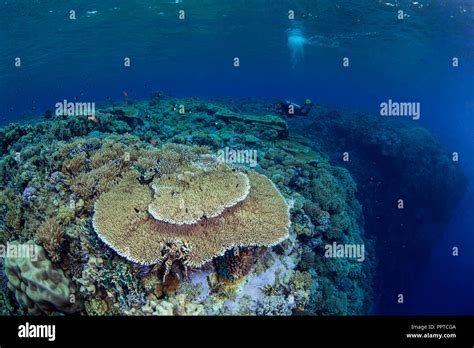 Female Scuba Diver Swims Over Top Of Pinnacle In The Red Sea To Photograph Large Table Coral In