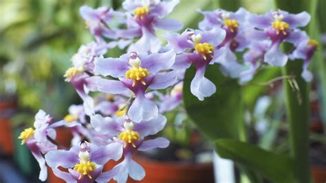 Oncidium Sotoanum Orchideen Pflege Leicht Gemacht Youtube