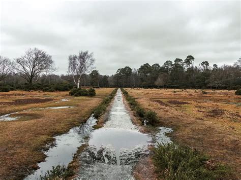 9 Best Walks In The New Forest National Park Full Route Guides She