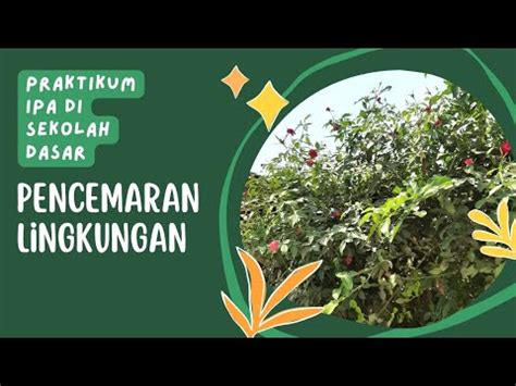 Laporan Kegiatan Praktikum Lkp Modul Pencemaran Lingkungan Vivi Damayanti Youtube