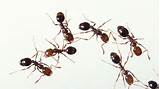 Pictures of Carpenter Ants Vs Fire Ants