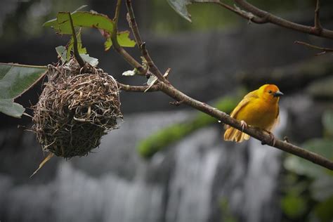 Taveta Golden Weaver Admiring Nest Photograph By James Carpenter Fine