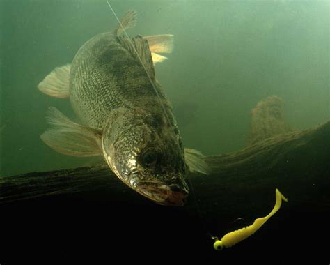 River Walleyes: Tips & Tactics for Springtime Success!
